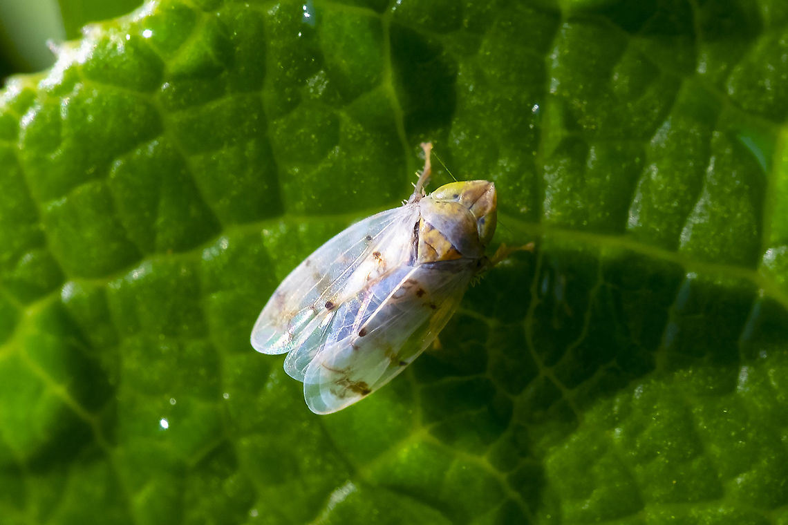 Japanese maple leaf hopper  Geotagged,Japananus hyalinus,Summer,United States