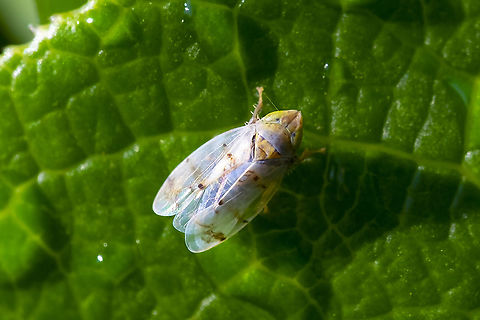 Japanese maple leaf hopper  Geotagged,Japananus hyalinus,Summer,United States
