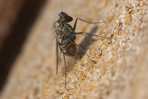 tiny long legged fly  Geotagged,Summer,United States
