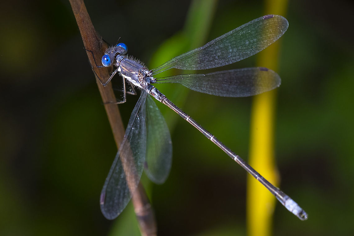 black spreadwing  Geotagged,Lestes stultus,Summer,United States