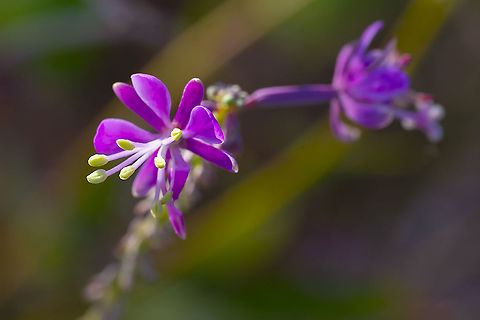 fireweed  Chamerion angustifolium,Fireweed,Geotagged,Summer,United States