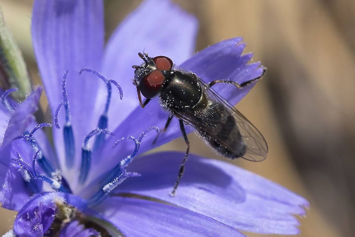 black hoverfly likely Platycheirus sp.  Geotagged,Platycheirus stegnus,Summer,United States