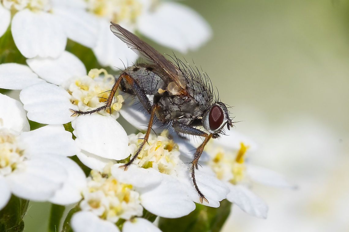 fly with a spotted abdomen muscid fly Coenosia tigrina,Geotagged,Summer,United States
