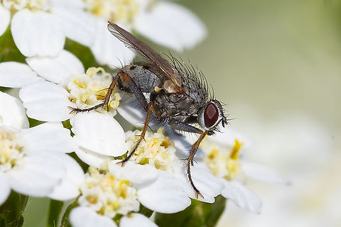 fly with a spotted abdomen muscid fly Coenosia tigrina,Geotagged,Summer,United States