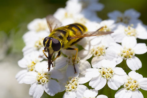 my what a long tongue you have....  Geotagged,Myathropa florea,Summer,United States,Yellow-haired Sun Fly