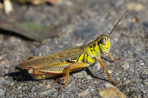 red-legged grasshopper  Geotagged,Melanoplus femurrubrum,Red-legged Grasshopper,Summer,United States