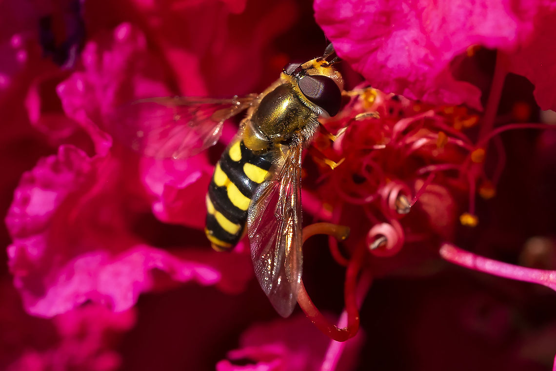 Eupeodes sp. syrphid fly  Geotagged,Summer,United States