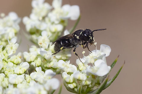 Masked bee - Hylaeus sp. very little distinguishes H. modestus from H. episcopalis... 
subtle differences in the facial marking and collar marking - I hope I've got the correct one. Geotagged,Hylaeus modestus,Summer,United States