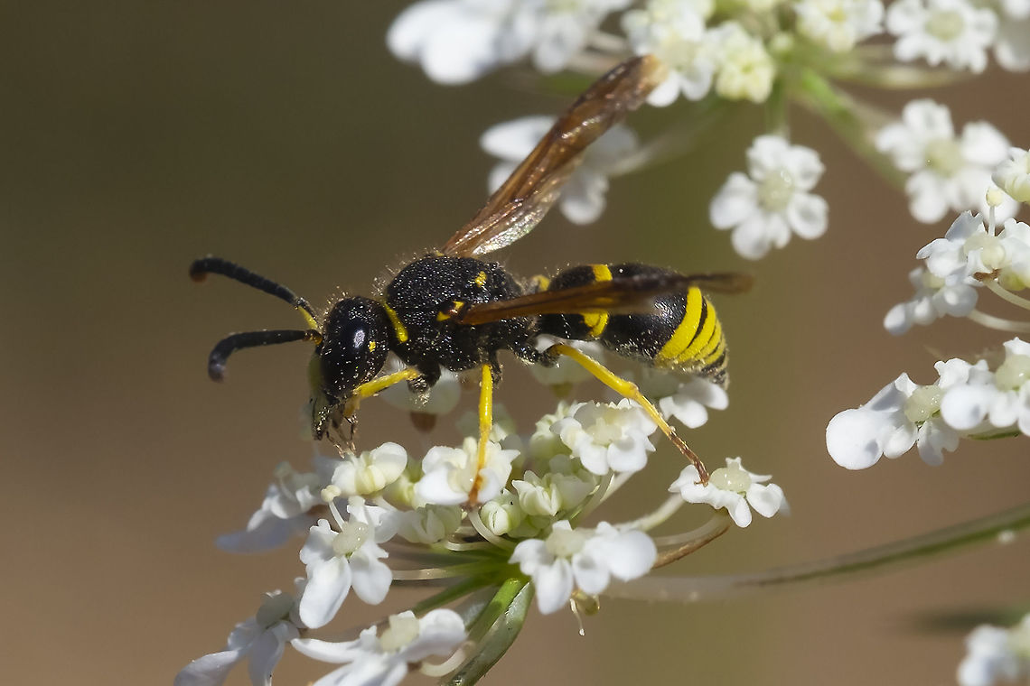 small potter wasp  Geotagged,Summer,United States