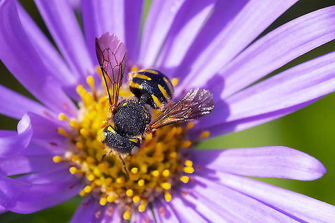 chubby little wool carder bee  Anthidium oblongatum,Geotagged,Summer,United States