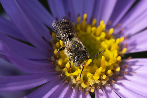 Megachile perihirta