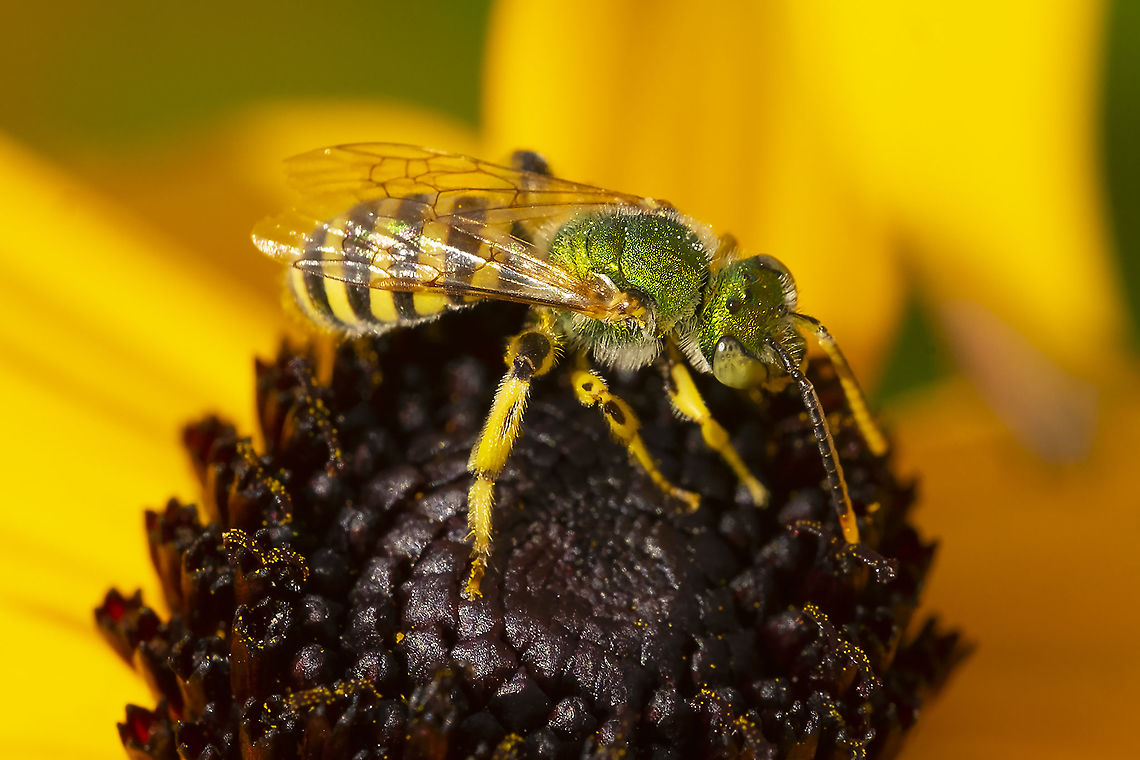Green sweat bee  Agapostemon texanus,Geotagged,Summer,United States,agepostemon tex