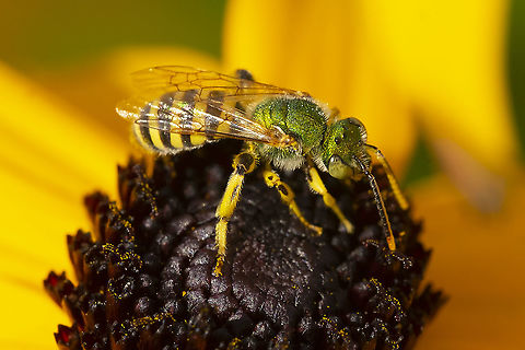 Texas Striped Sweat Bee