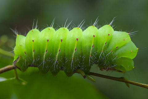 Polyphemus moth caterpillar huuuuuuuuge...  Antheraea polyphemus,Geotagged,Polyphemus moth,Summer,United States