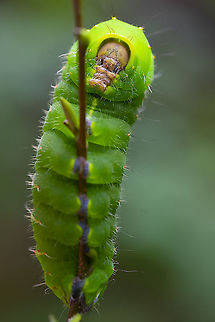 Polyphemus moth caterpillar  Antheraea polyphemus,Geotagged,Polyphemus moth,Summer,United States