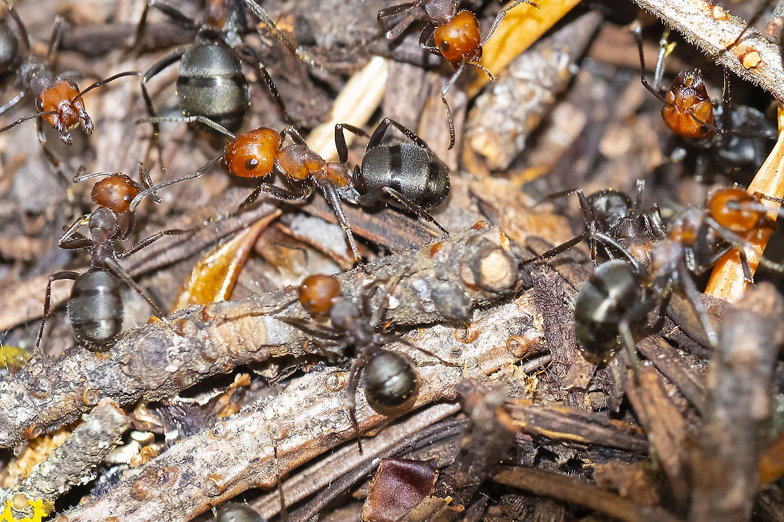 thatch ants species in this family build large mounded nests Formica ravida,Geotagged,Summer,United States,formica ravida