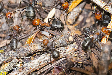 thatch ants species in this family build large mounded nests Formica ravida,Geotagged,Summer,United States,formica ravida