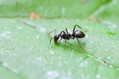 western carpenter ant  Camponotus modoc,Geotagged,Summer,United States,Western carpenter ant