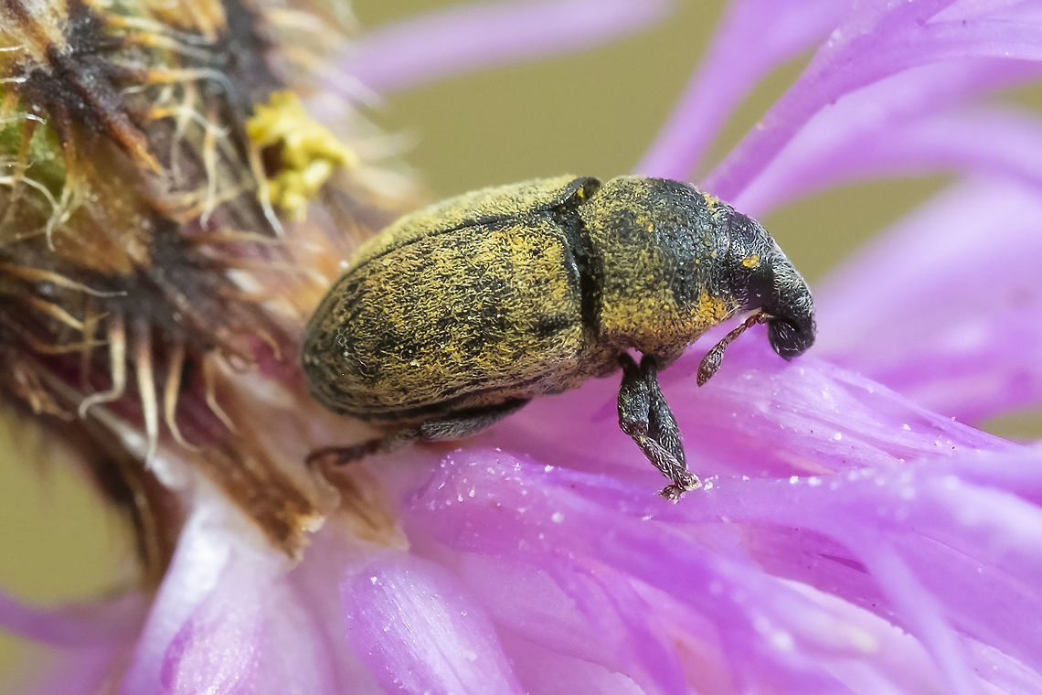 lesser knapweed flower weevil introduced to control knapweed Geotagged,Larinus minutus,Summer,United States