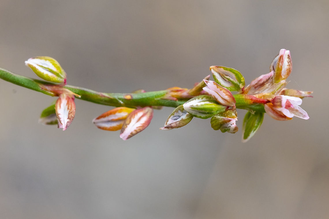 bushy knotweed  Bushy knotweed,Geotagged,Polygonum ramosissimum,Summer,United States