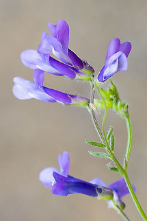 Hairy vetch  Geotagged,Hairy vetch,Summer,United States,Vicia villosa