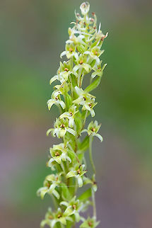 dense-flower rein orchid  Geotagged,Platanthera elongata,Summer,United States