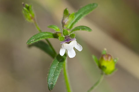 dwarf snapdragon  Chaenorhinum minus,Dwarf Snapdragon,Geotagged,Summer,United States