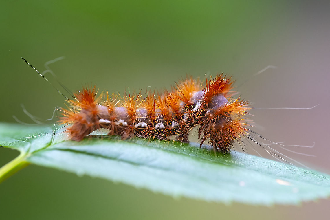 slate colored caterpillar with orange spikes I did not anticipate this one being a challenge to find.... <br />
looks like Acronicta sp. possibles - A. perdita, A. strigulata, Geotagged,Summer,United States