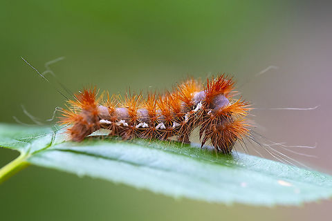 slate colored caterpillar with orange spikes I did not anticipate this one being a challenge to find.... 
looks like Acronicta sp. possibles - A. perdita, A. strigulata, Geotagged,Summer,United States
