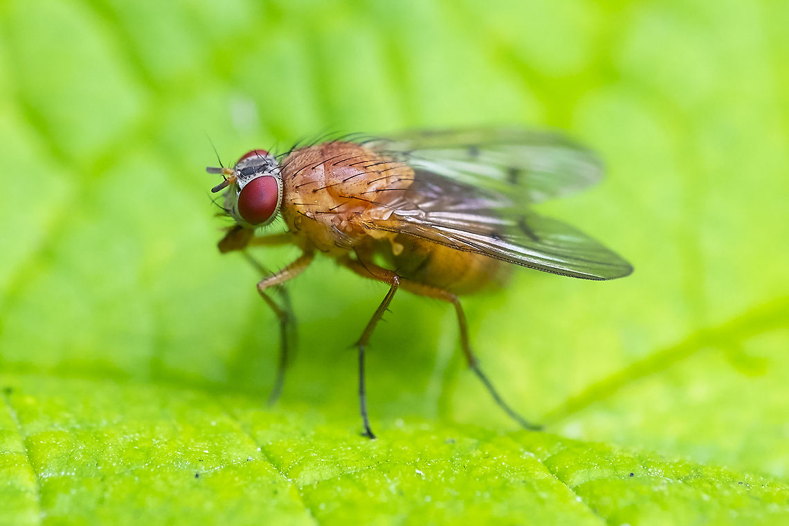fly with a yellow body and white face  Geotagged,Summer,United States