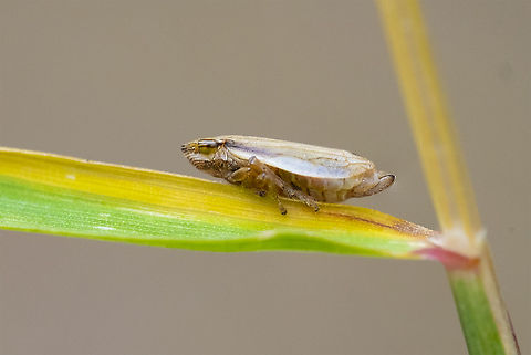 very plain tan spittlebug lined spittlebug Geotagged,Neophilaenus lineatus,Summer,United States