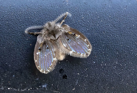 iridescent micro moth - drain fly moth this thing is *tiny* (and now that I know what it is, I'm glad it was outside....) Clogmia albipunctata,Geotagged,Summer,United States