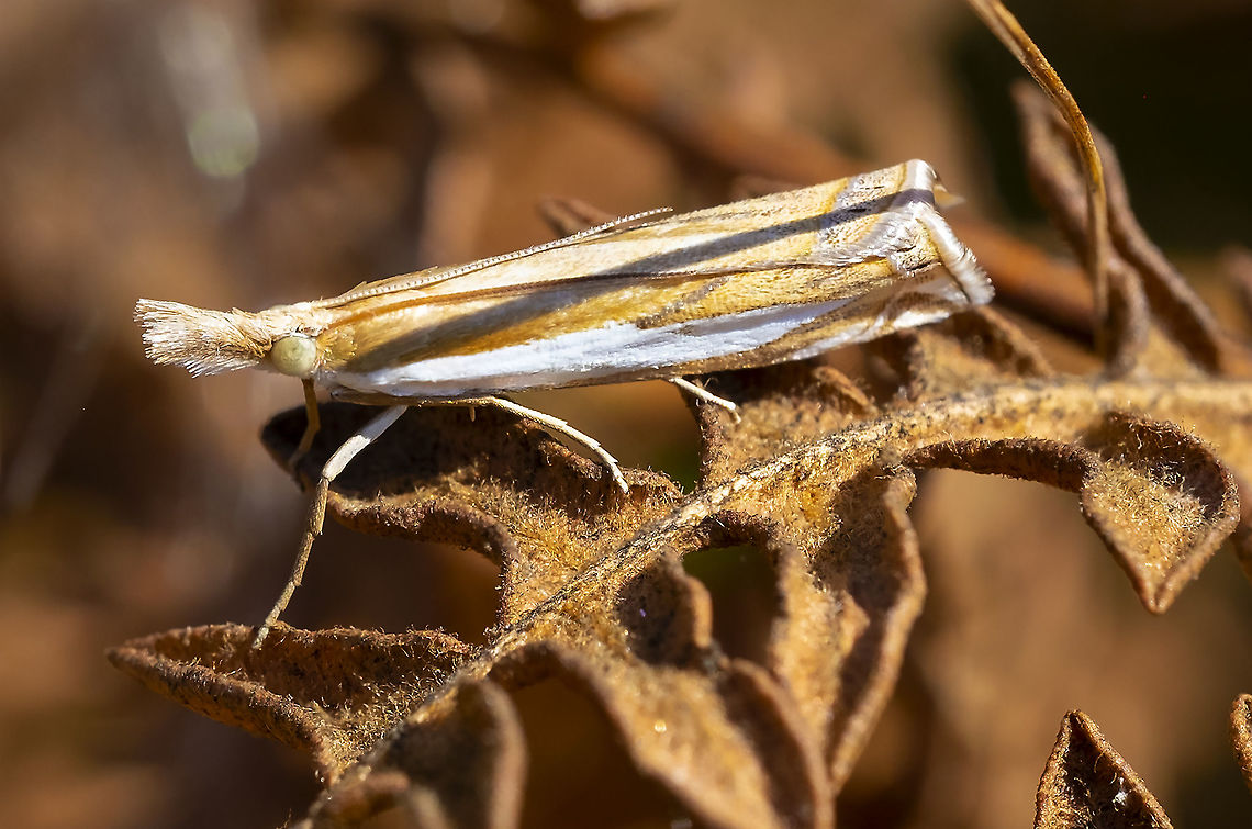 Crambus sp. moth  Geotagged,Summer,United States