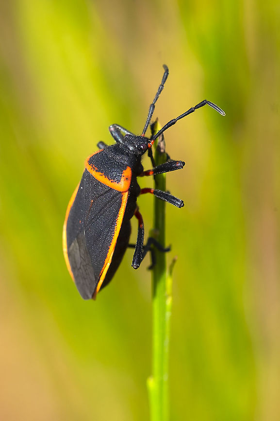 bordered plant bug  Geotagged,Largus cinctus,Summer,United States