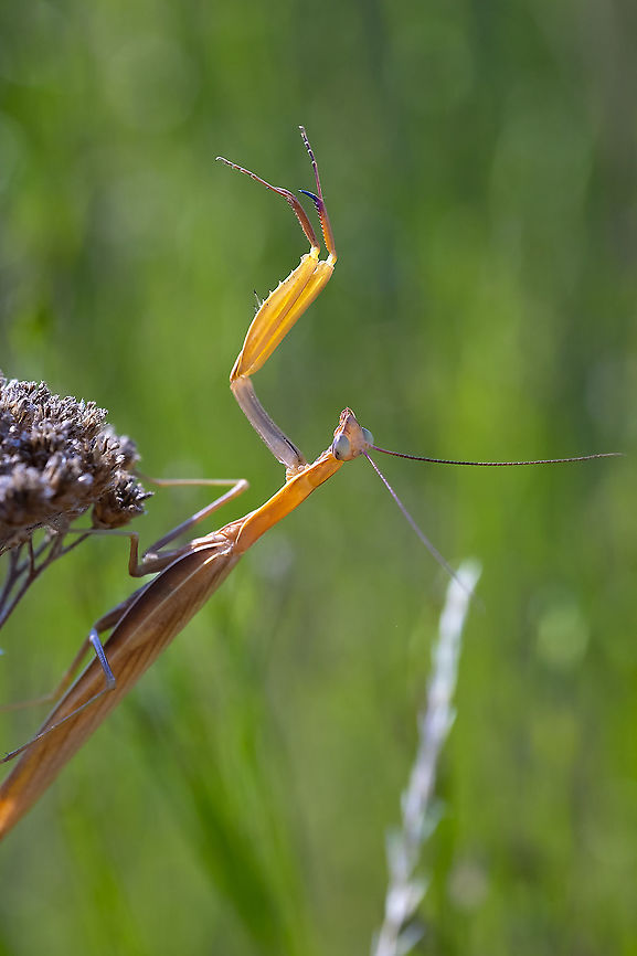 praying mantis I&#039;ve never seen so many mantis... there were hundreds, nearly all light tan like this one, I would assume to better match the dry grassland they were inhabiting. European Mantis,Geotagged,Mantis religiosa,Summer,United States