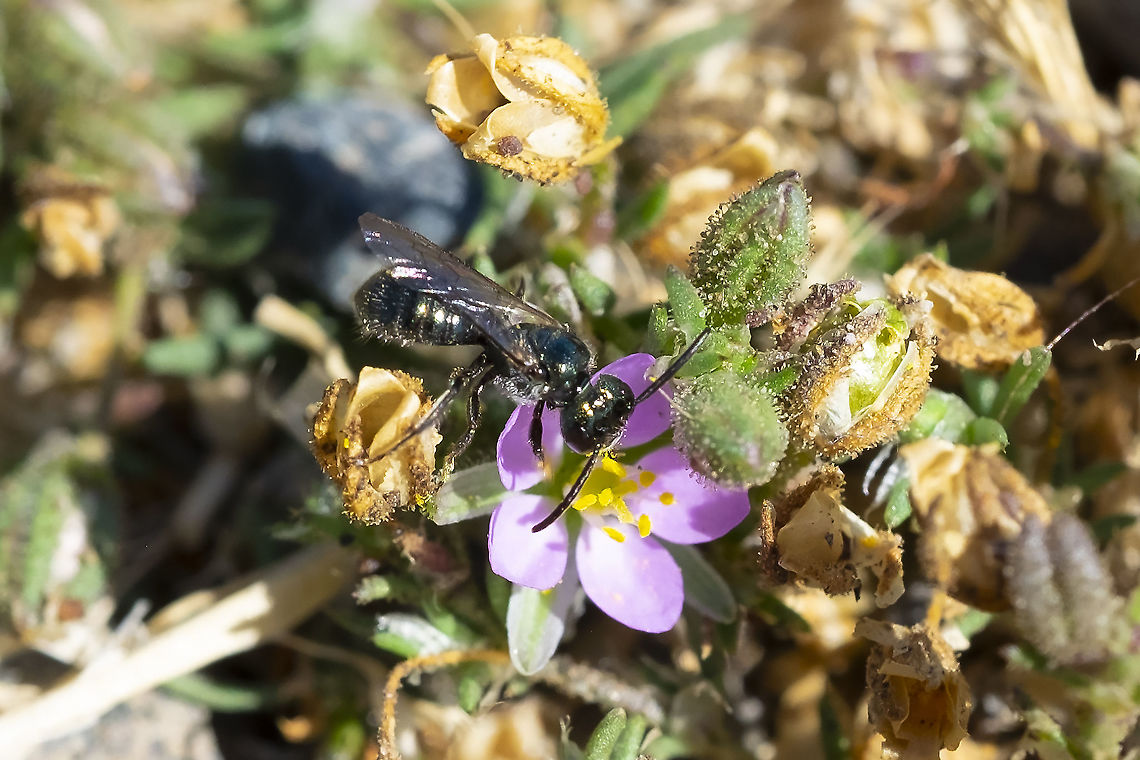 Ceratina sp. small carpenter bee  Geotagged,Summer,United States