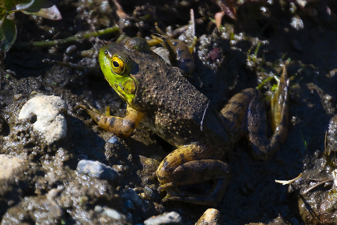 bullfrog  American Bullfrog,Geotagged,Lithobates catesbeianus,Summer,United States