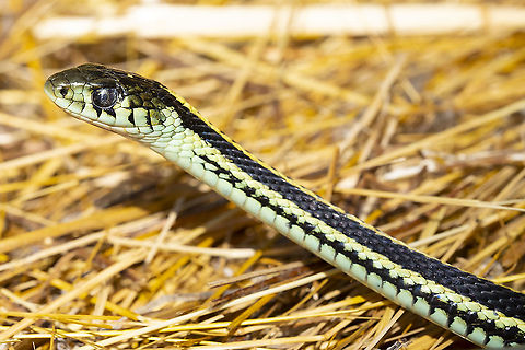 Common garter snake  Common Garter Snake,Geotagged,Summer,Thamnophis sirtalis,United States