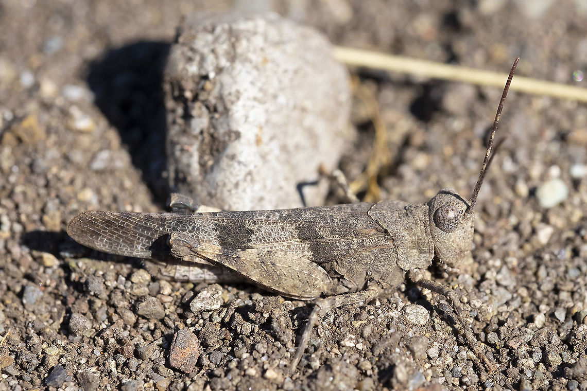 Pallid winged grasshopper presumably the main prey for the hundreds of mantis that were present in this same area Geotagged,Pallid-winged grasshopper,Summer,Trimerotropis pallidipennis,United States