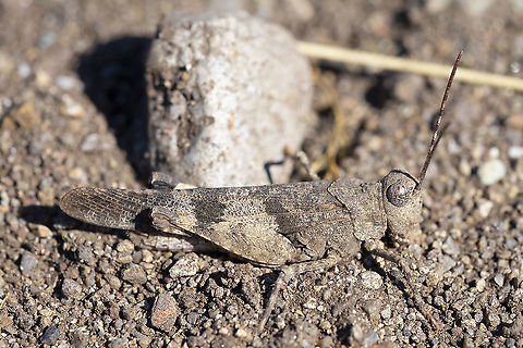 Pallid winged grasshopper presumably the main prey for the hundreds of mantis that were present in this same area Geotagged,Pallid-winged grasshopper,Summer,Trimerotropis pallidipennis,United States