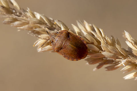Shield backed bug - Eurygaster amerinda  Eurygaster amerinda,Geotagged,Summer,United States