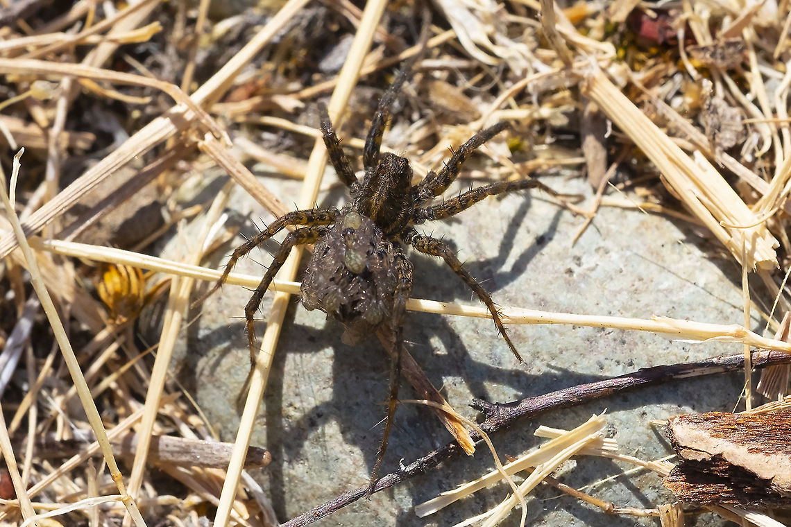 Mama wolf spider Pardosa sp. with a back full of hatchlings! <br />
Pardosa vancouveri is the most common, but there are 30 species distinguished mainly by genitals.  Geotagged,Summer,United States