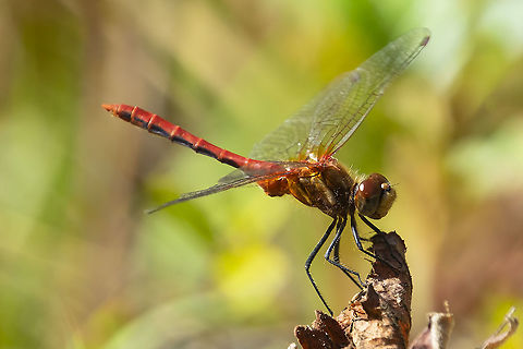 Cherry-faced meadowhawk  Cherry-faced Meadowhawk,Geotagged,Summer,Sympetrum internum,United States