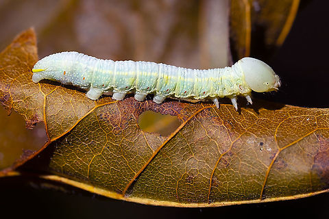 the rough prominent caterpillar  Geotagged,Nadata gibbosa,Rough prominent,Summer,United States