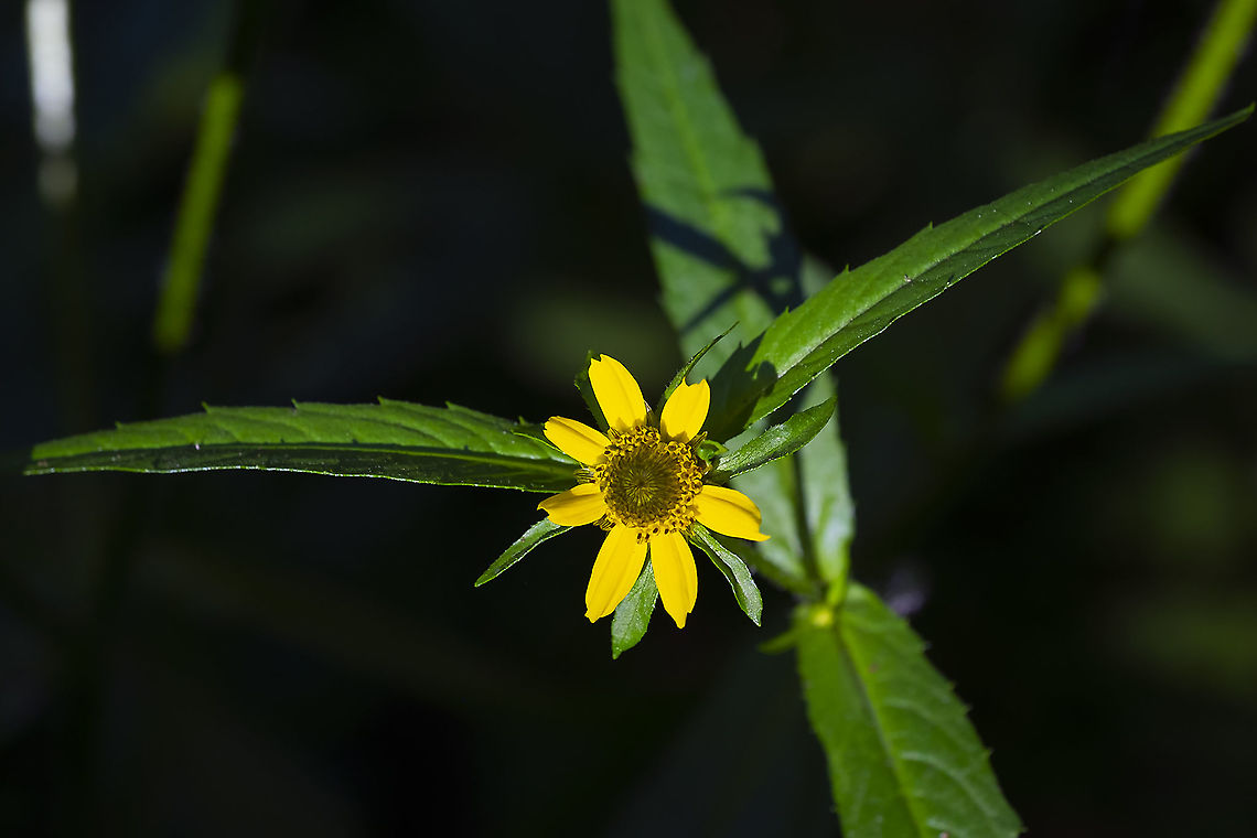 nodding beggarticks  Bidens cernua,Geotagged,Nodding beggarticks,Summer,United States