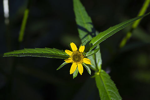 nodding beggarticks  Bidens cernua,Geotagged,Nodding beggarticks,Summer,United States