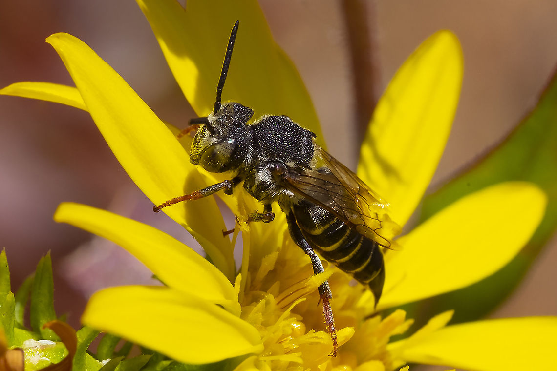 Red-footed cuckoo-leaf-cutter bee  Coelioxys rufitarsis,Geotagged,Summer,United States