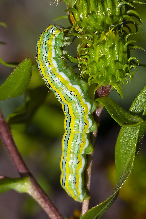 Mountain Hooded Owlet Moth Caterpillar eats gumweed - which is very rich in latex Cucullia montanae,Geotagged,Summer,United States