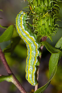 Mountain Hooded Owlet Moth Caterpillar eats gumweed - which is very rich in latex Cucullia montanae,Geotagged,Summer,United States