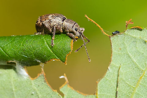 obscure root weevil  Geotagged,Sciopithes obscurus,Summer,United States